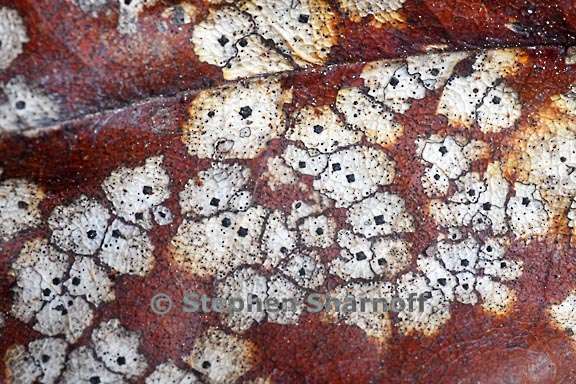 leaf mold 3753 graphic